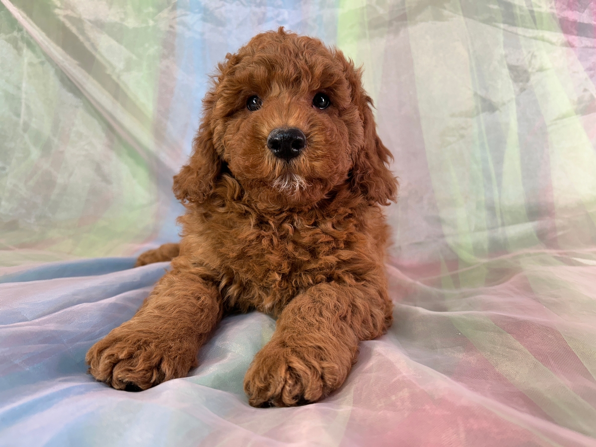 Male F1b Miniature Golden Doodle DOB 1-8-2026 $1200